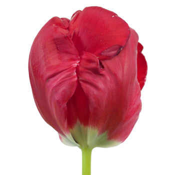 Hot Pink Top Parrot Tulips Wholesale Flower Up close