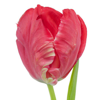 Hot Pink Top Parrot Tulips Wholesale Flower Side Stem