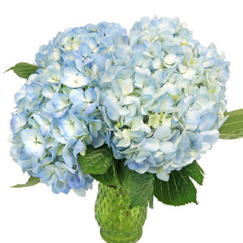 Bicolored Ivory and Blue Hydrangea Wholesale Flower In a vase