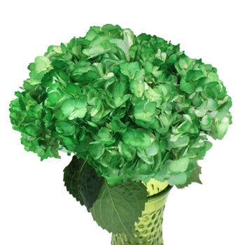 Bright Green Airbrushed Hydrangea Wholesale Flower In a vase
