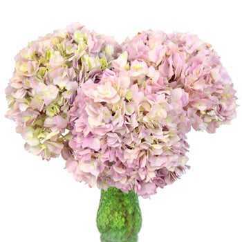 Giant Garden Pink Hydrangea Flower in a Vase