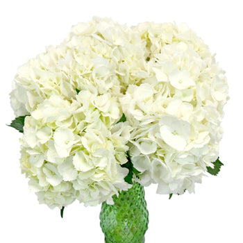 Ivory White Hydrangea Wholesale Flower In a vase