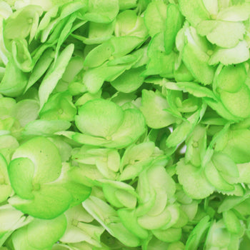 Hydrangea Light Green Airbrushed Flower Up Close