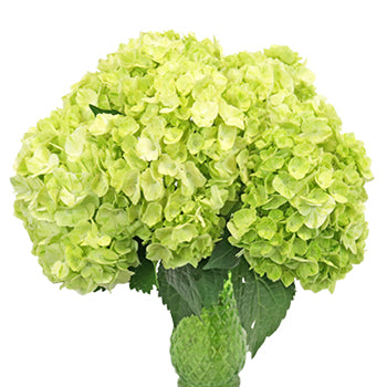 Lime Green Hydrangea Wholesale Flower In a vase
