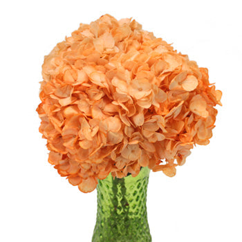Peach Enhanced Hydrangea Wholesale Flower In a vase