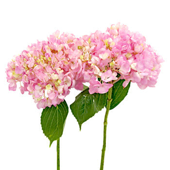 Pink Blossom Hydrangea Stem View