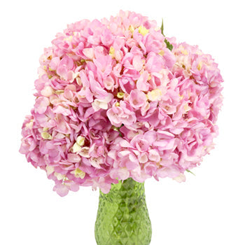 Pink Blossom Hydrangea Wholesale Flower in a Vase