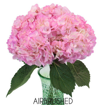 Pink Enhanced Hydrangea Wholesale Flower in a Vase