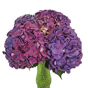 Hydrangea PurpleBerry Wholesale Flower in a Vase