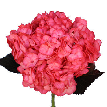 Rosy Cheeks Enhanced Hydrangea Flowers Stem View