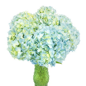 Sea Glass Blue Hydrangea Wholesale Flower in a Vase