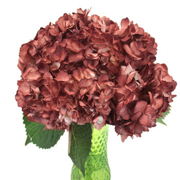 Terra Cotta Airbrushed Hydrangea Wholesale Flower in a Vase