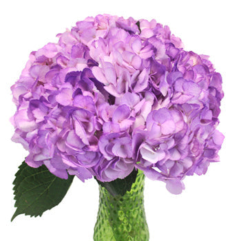 Violet Airbrushed Hydrangea Wholesale Flower in a Vase