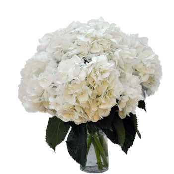 Giant Pure White Hydrangea Wholesale Flowers in a Vase