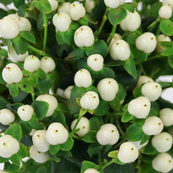 Snow White Designer Hypericum Berries