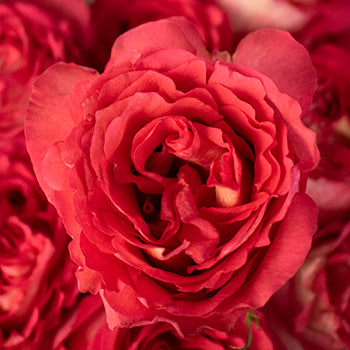 Iguazu Pink White Roses up close