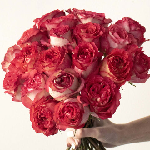Iguazu Pink and White Bicolor Rose Bunch in Hand