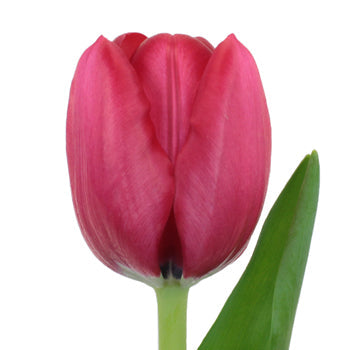 Il de France Red Tulips Wholesale Flower Up close