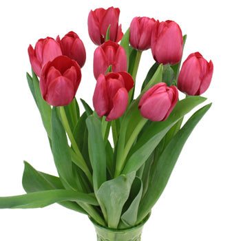 Il de France Red Tulip Wholesale Flower In a vase