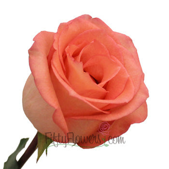Imagination Coral Rose Side Stem View