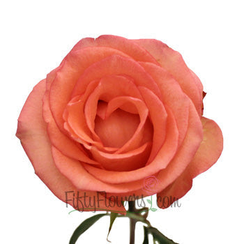 Imagination Coral Rose Stem