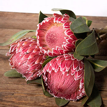Pink impressive protea bulk wedding flower