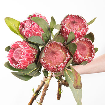 Pink impressive protea wholesale wedding flowers