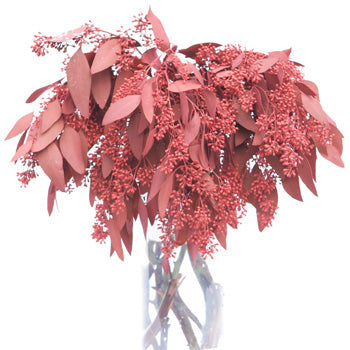Red Seeded Eucalyptus for Weddings