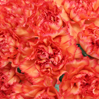 Indiana Dark Orange Sunset Wholesale Carnations Up close