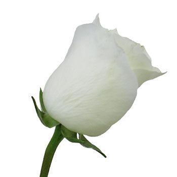 Innocence White Rose Side Stem View