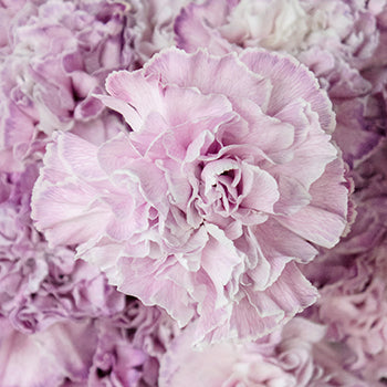 Inory Pink and Purple Carnation Flowers Up Close