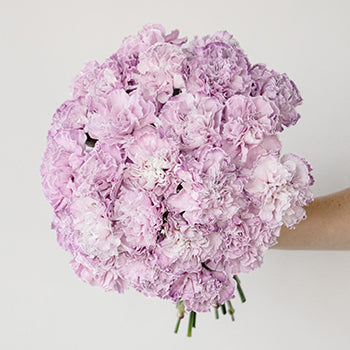 Inory Pink and Purple Carnation Flower In a hand