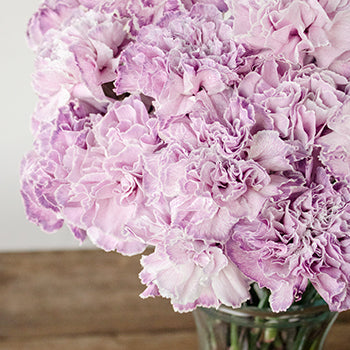 Inory Pink and Purple in a vase Close Up