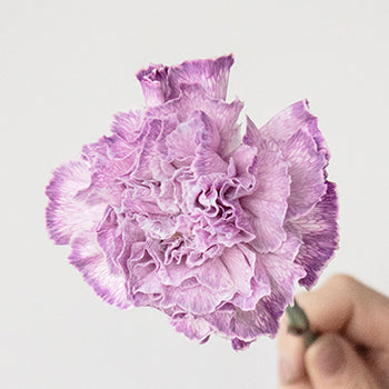 Inory Pink and Purple Carnations side stem
