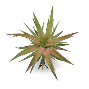 Bulk Eco Ionantha Van Air Plants