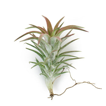 Bulk Eco Ionantha Van Air Plants