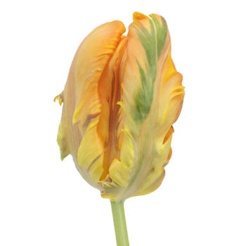 Irene Orange Parrot Tulip Wholesale Flower Up close