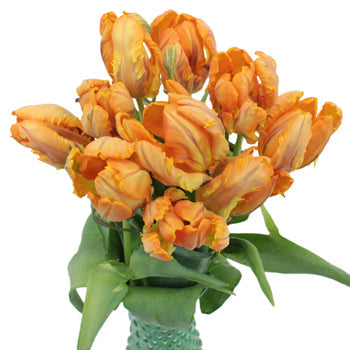 Irene Orange Parrot Tulip Wholesale Flower In a vase