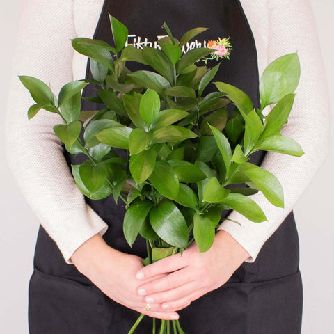 Israeli Ruscus Greenery in Hands