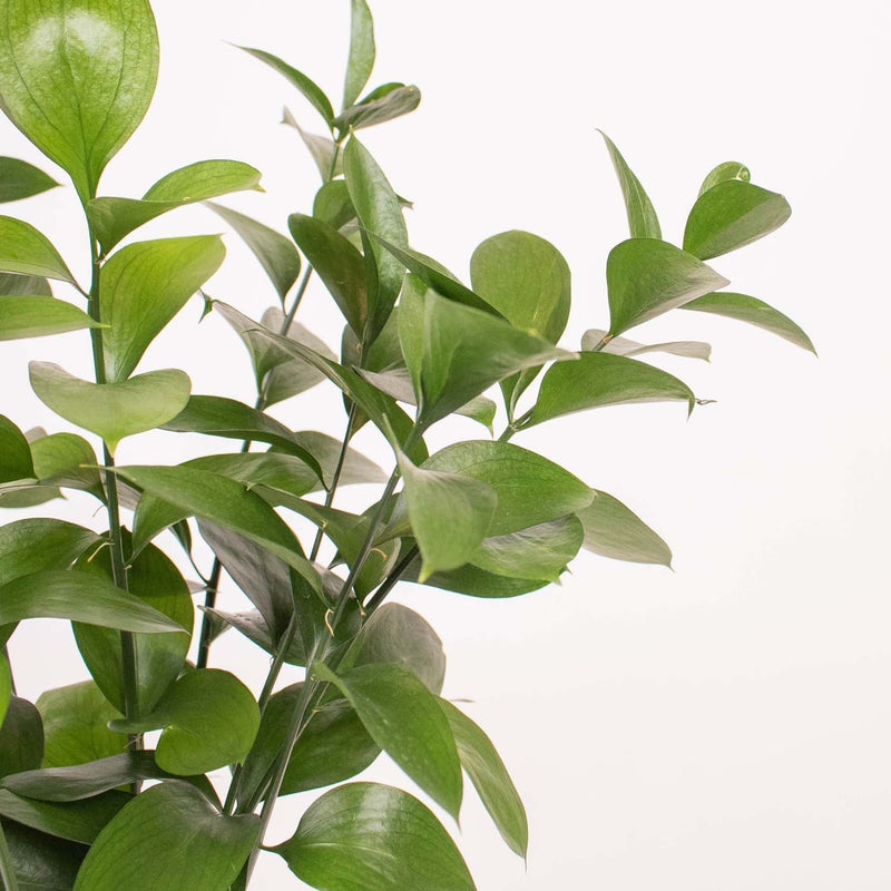 Israeli Ruscus Greenery Up Close