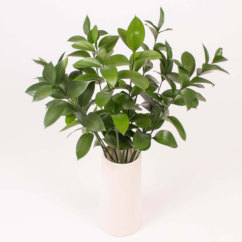 Israeli Ruscus Greenery in Vases