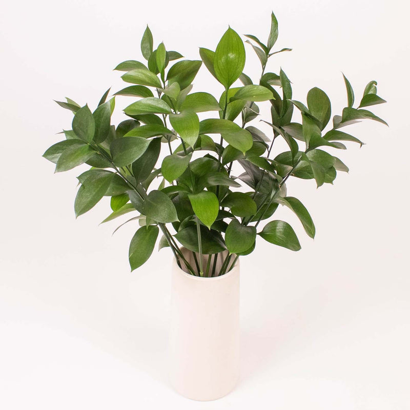 Israeli Ruscus Greenery in Vases