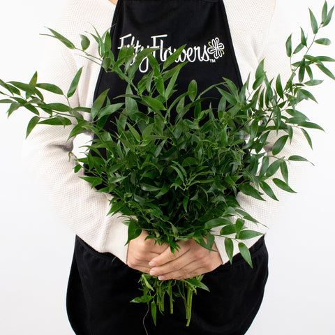 Italian Ruscus Greenery Up Close