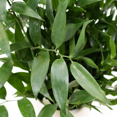 Italian Ruscus Greenery Bunch in Hand