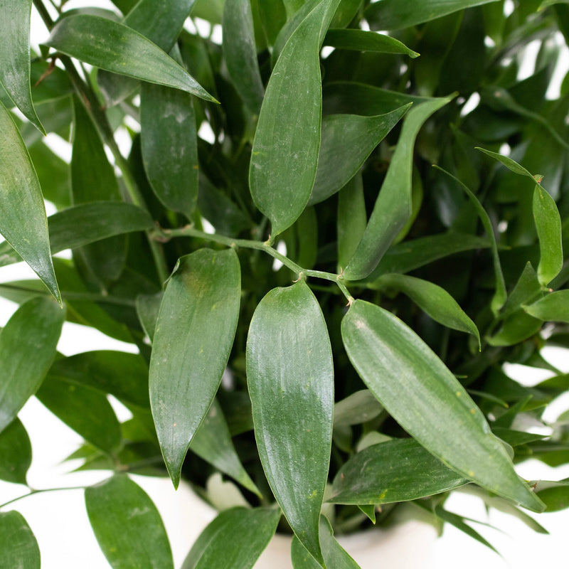Italian Ruscus Greenery Bunch in Hand
