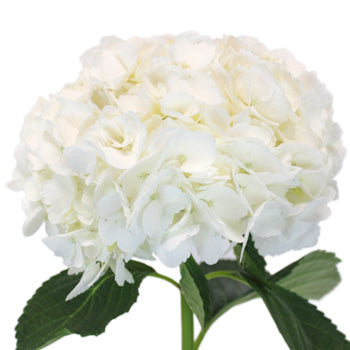Ivory Wedding hydrangea flower stem view