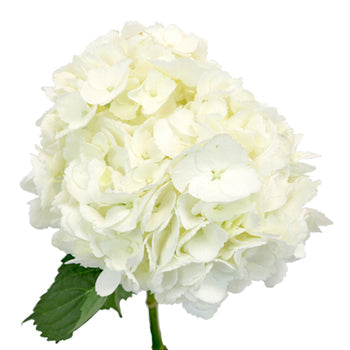 Ivory Hydrangea Stem View