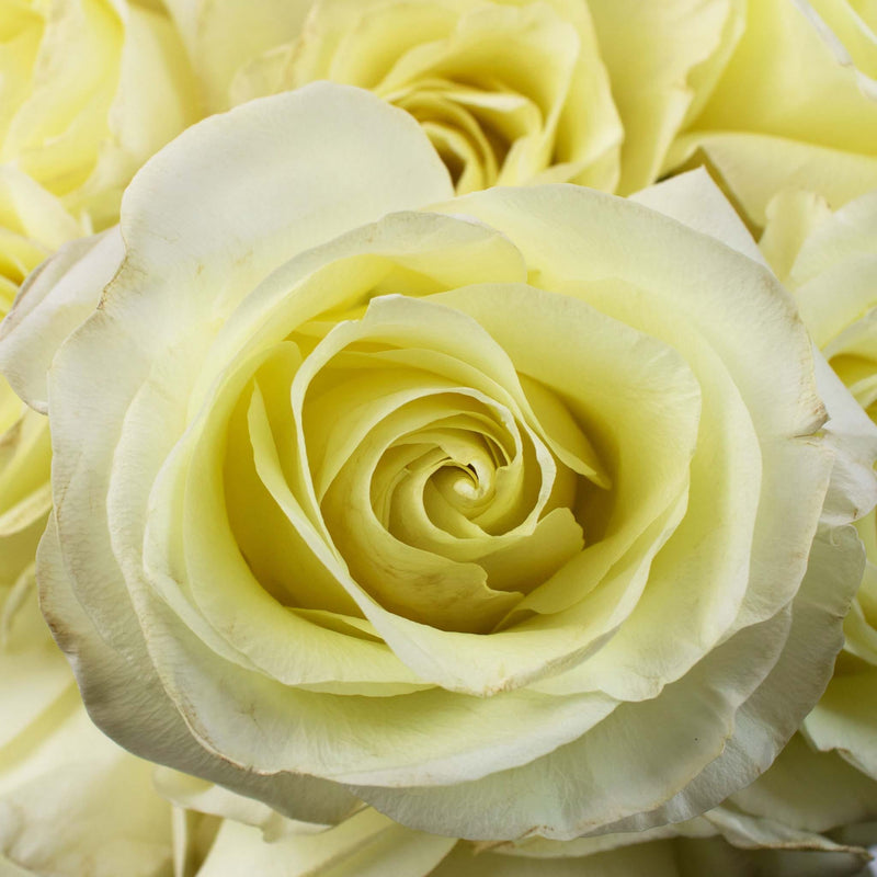 Ivory Rose Flower Up Close