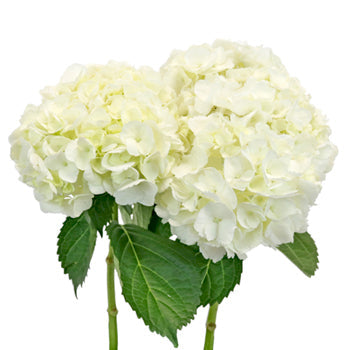 Ivory White Hydrangea Flower Express Delivery Stem View