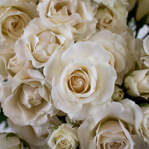 Ivory White Spray Rose Flower Up Close